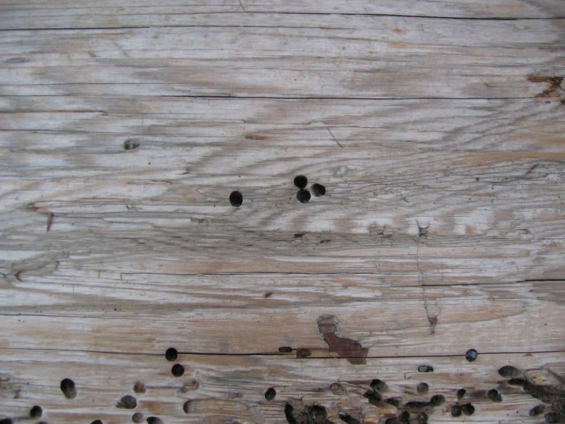 Признаки появления жука-точильщика в деревянном доме и способы борьбы