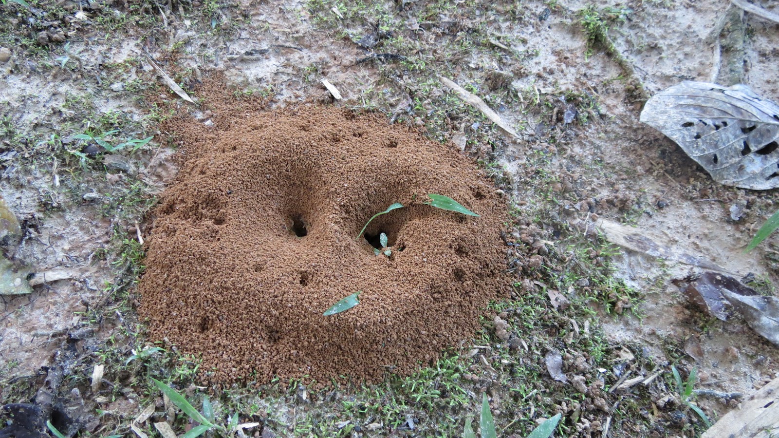Земляные муравейники
