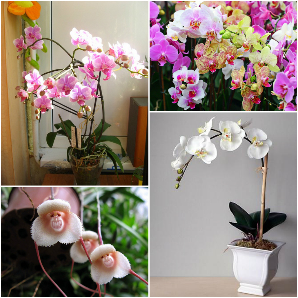 уход за орхидеей в домашних условиях